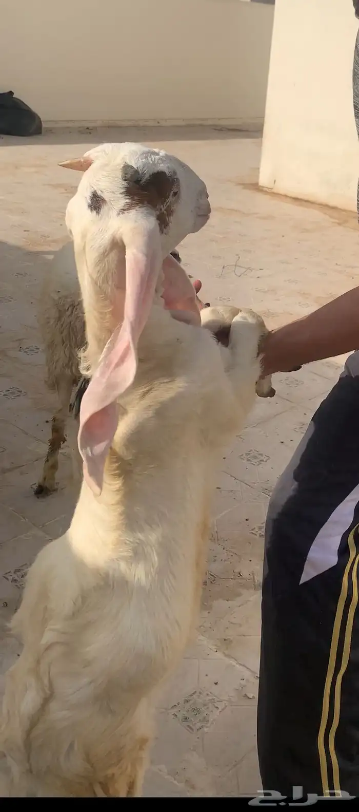 معزه هولندي تحتها توم للبيع 2