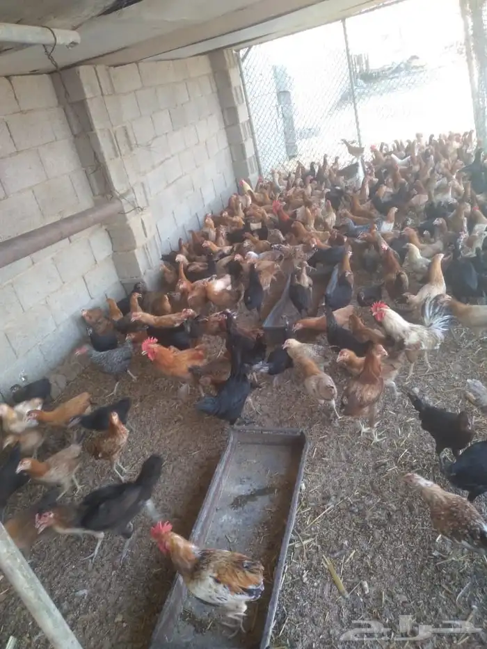 دجاج 6