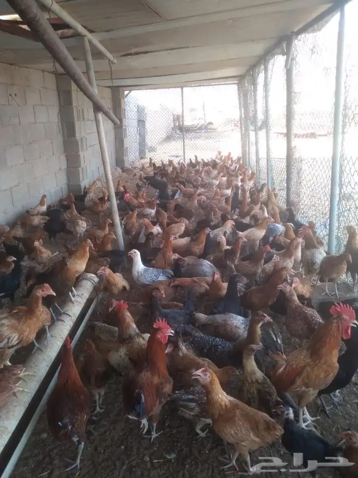 دجاج 5