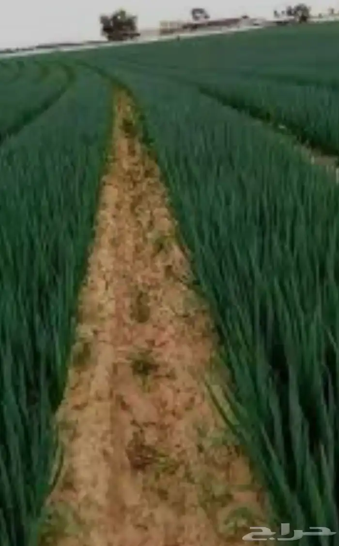 مهندس زراعي -مساح عام-فني كهرباء-ادارة مشاريع- مشغل للمشاريع 4