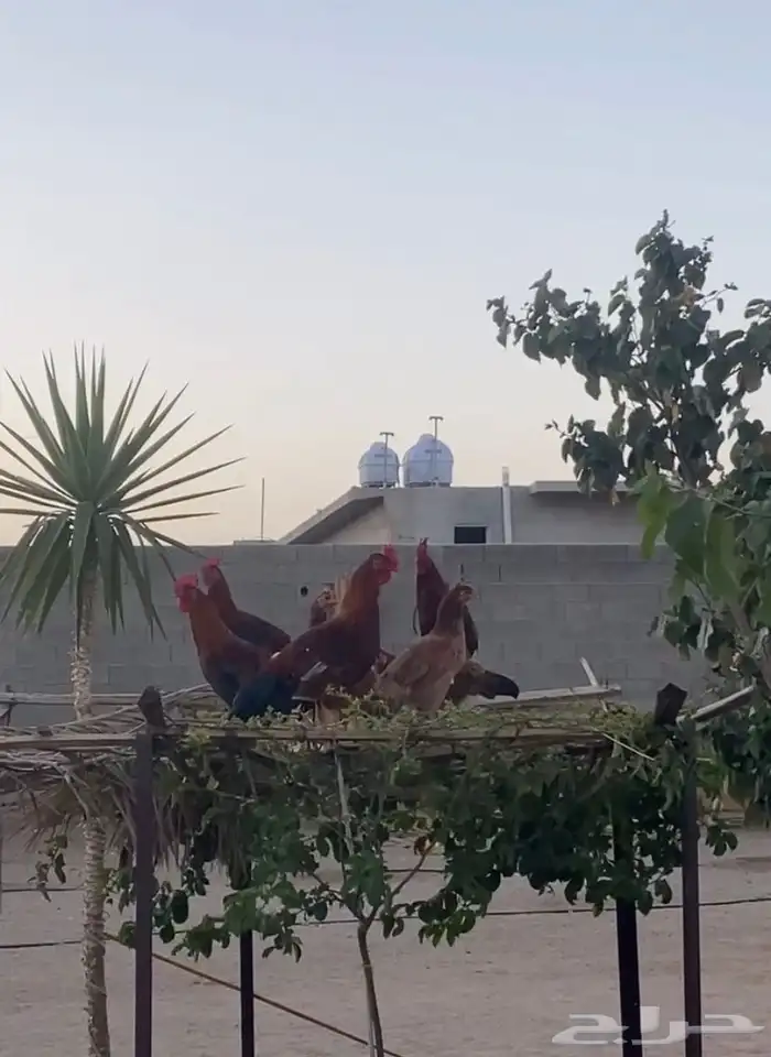 ديك عربي حضان وليس فقاسه 0