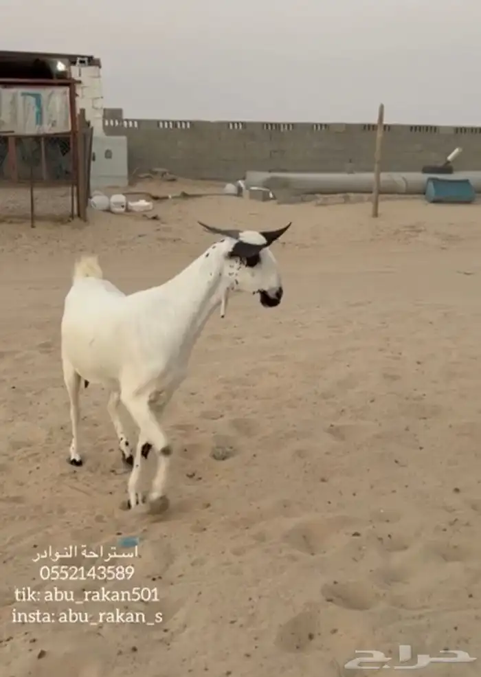عنز بيشيه كحلا 4