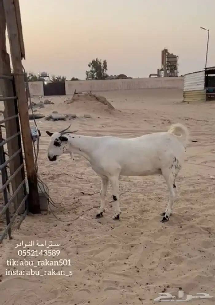 عنز بيشيه كحلا 0