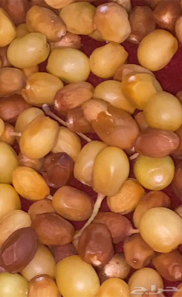 دجاج ارانب بط حجل بذور واشياء اخرى 10