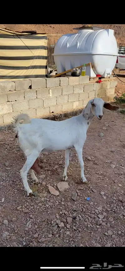 عنز مصرية تحتها تيس(( تم البيع)) 3