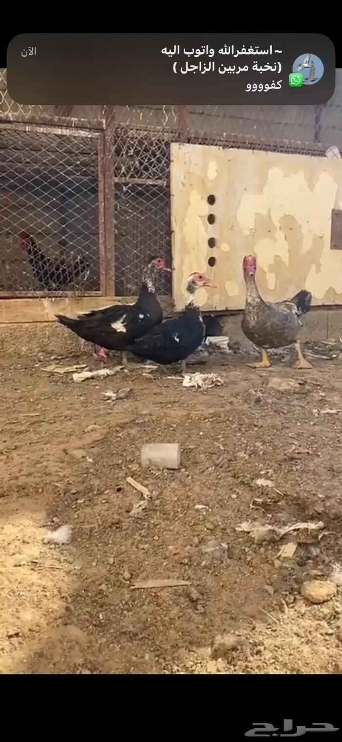بط مصري 0