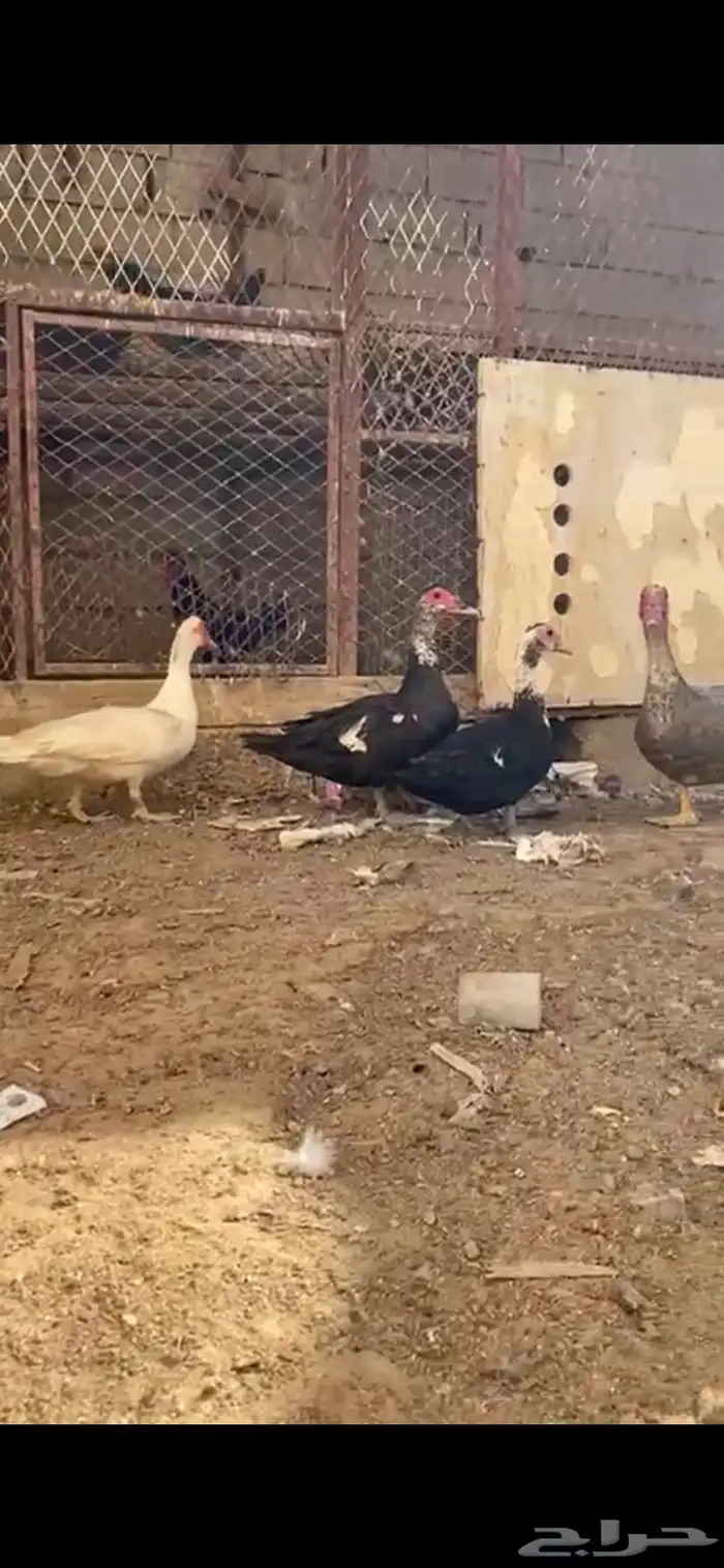 بط مصري 1