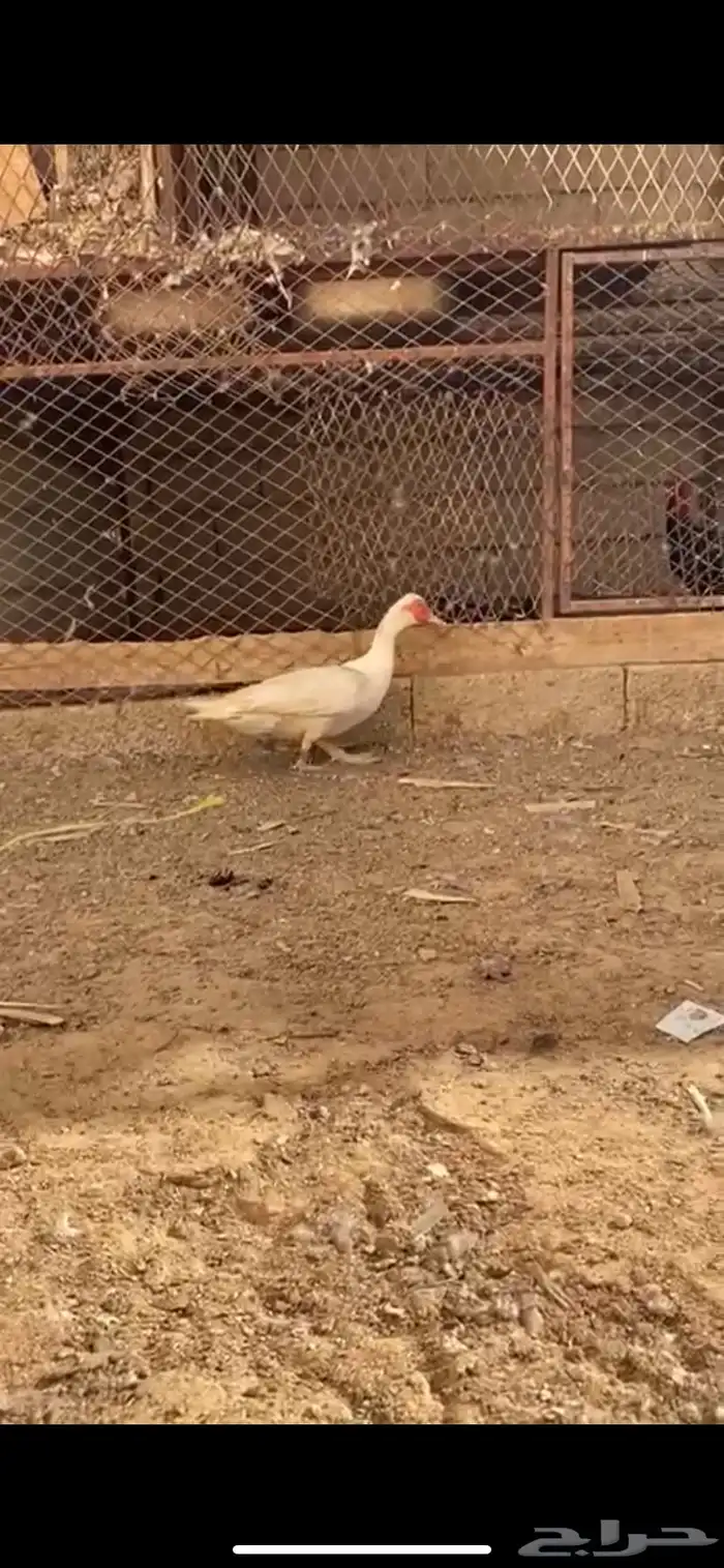 بط مصري 2