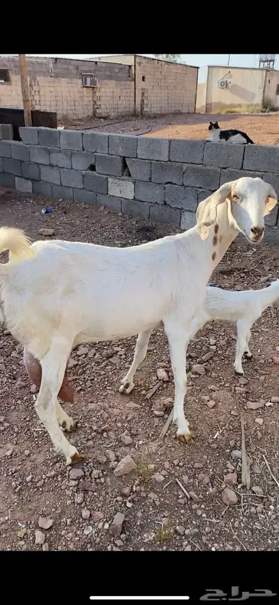 عنز مصرية تحتها تيس(( تم البيع)) 2