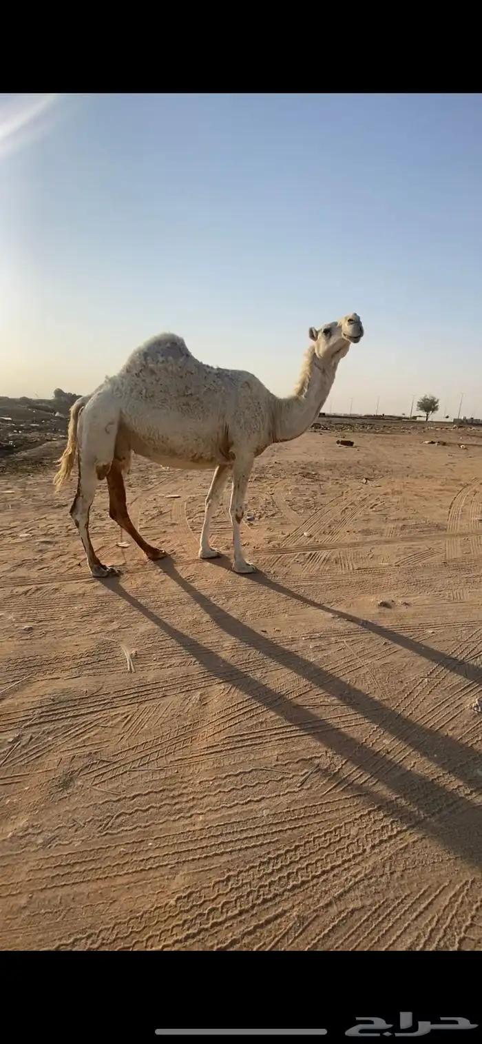 لقحه طيبه 0