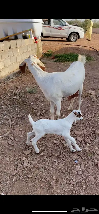 عنز مصرية تحتها تيس(( تم البيع)) 0