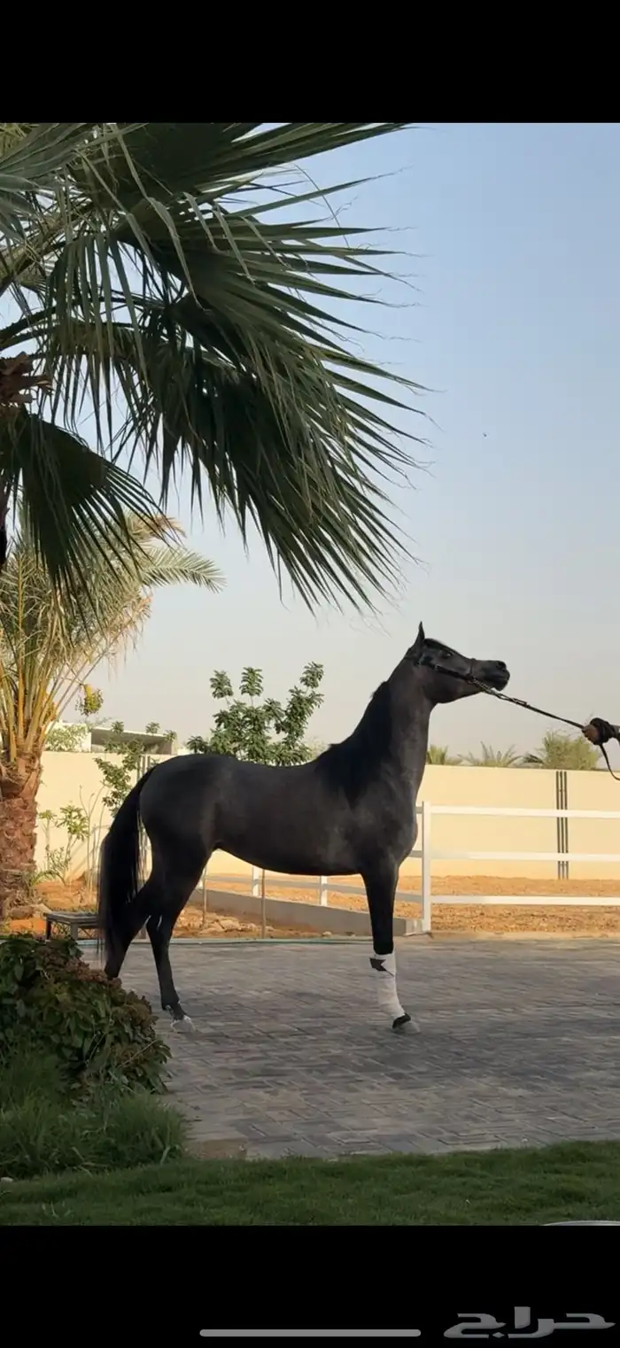 متوفر ايواء خيل و تجهيز خيل الجمال ( الشو ) ديراب 3