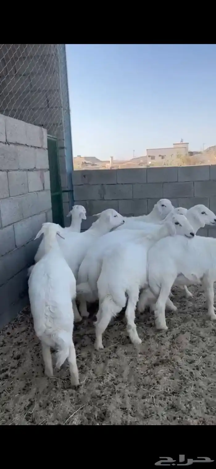 9 خرفان كفو مشروطة شرط ( تم البيع ) 2