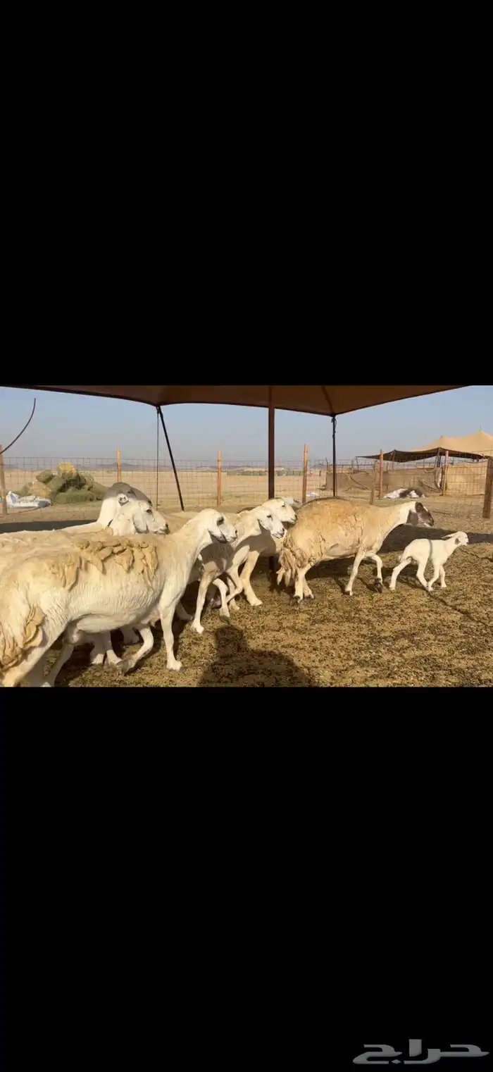 غنم حريات دفيع ومضاريع 3