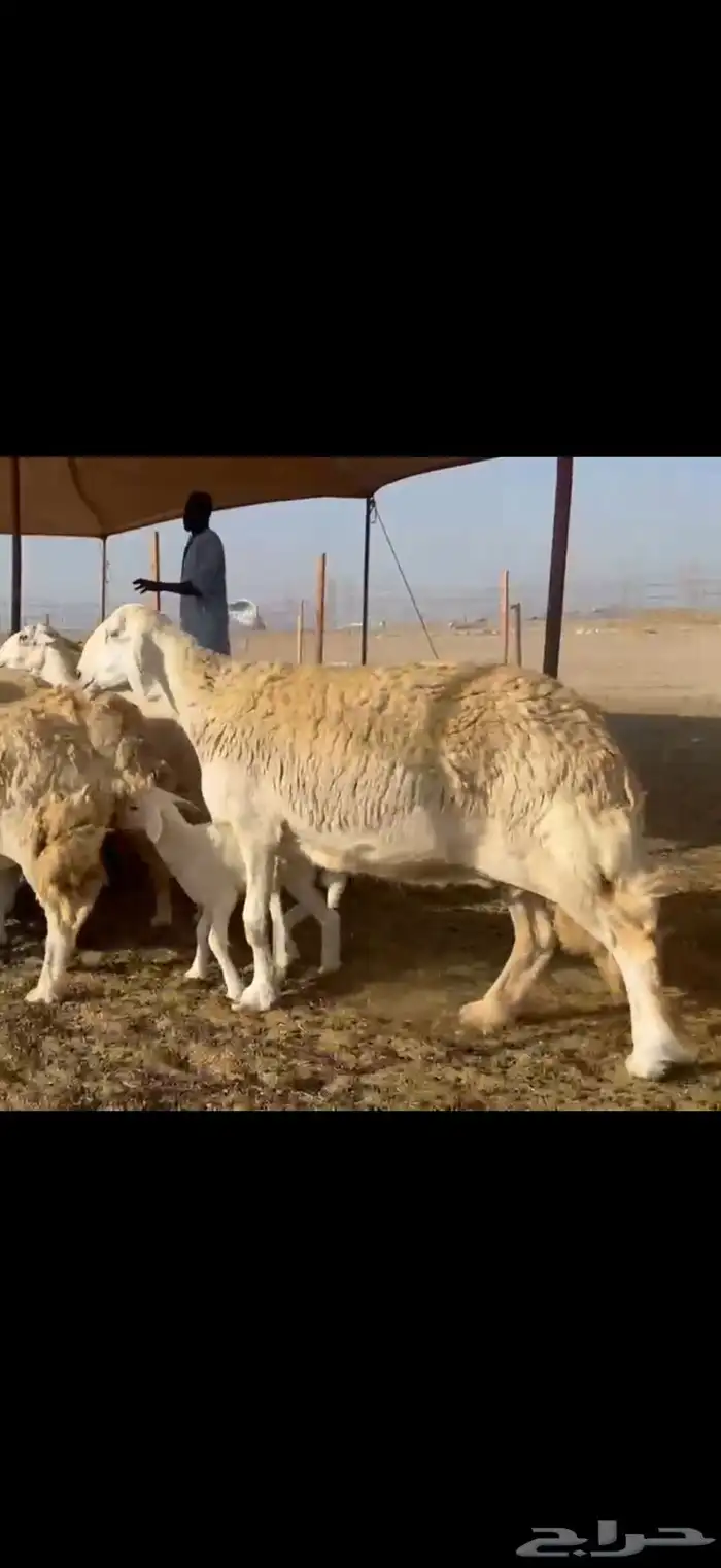 غنم حريات دفيع ومضاريع 1