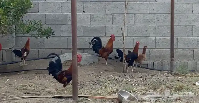 ديك عربي حضان وليس فقاسه 3