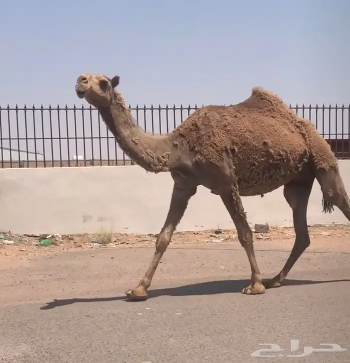 عشراء بكر هديه شرط.تم البيع 0