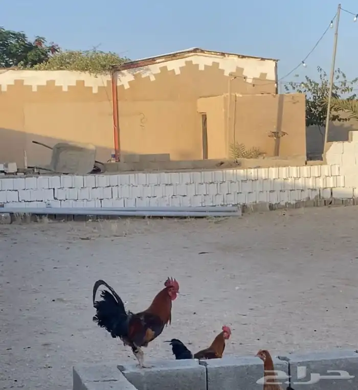 ديك عربي حضان وليس فقاسه 4