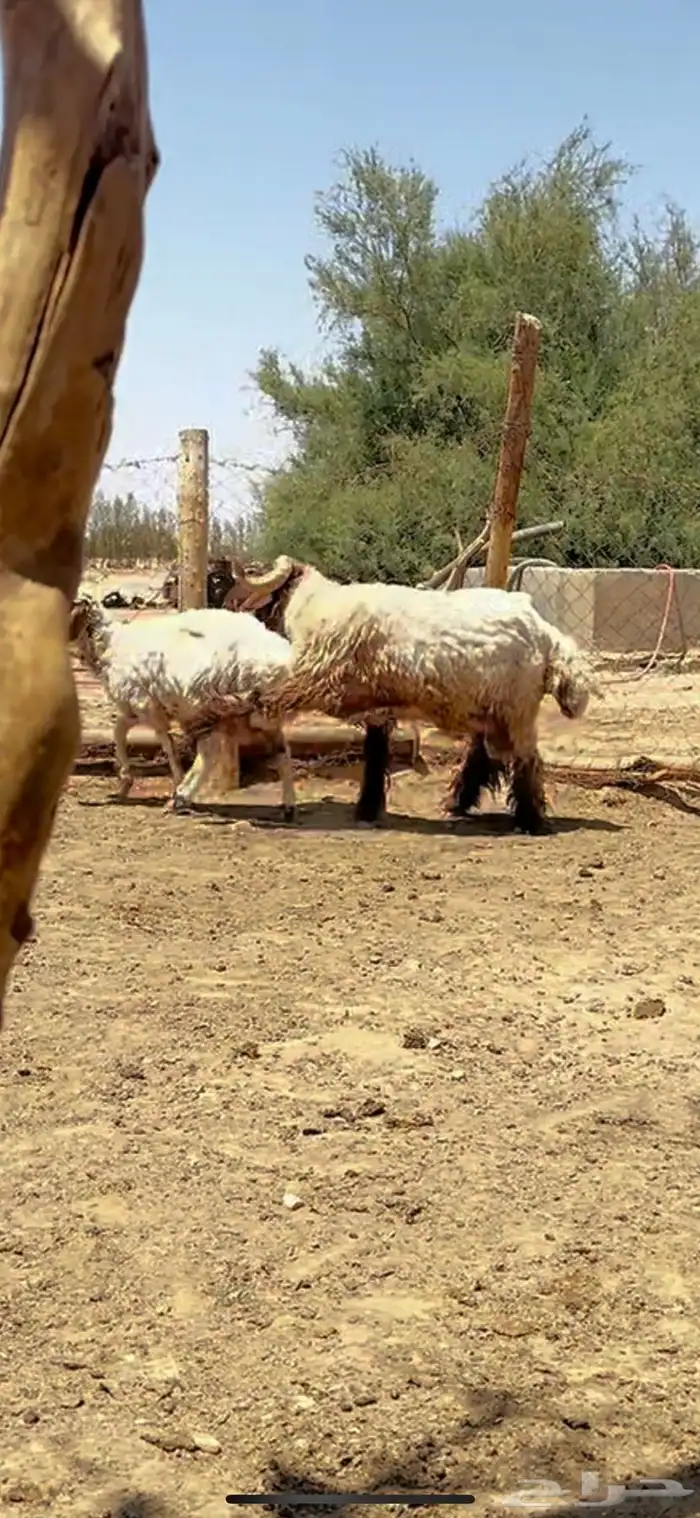فحل غنم 0