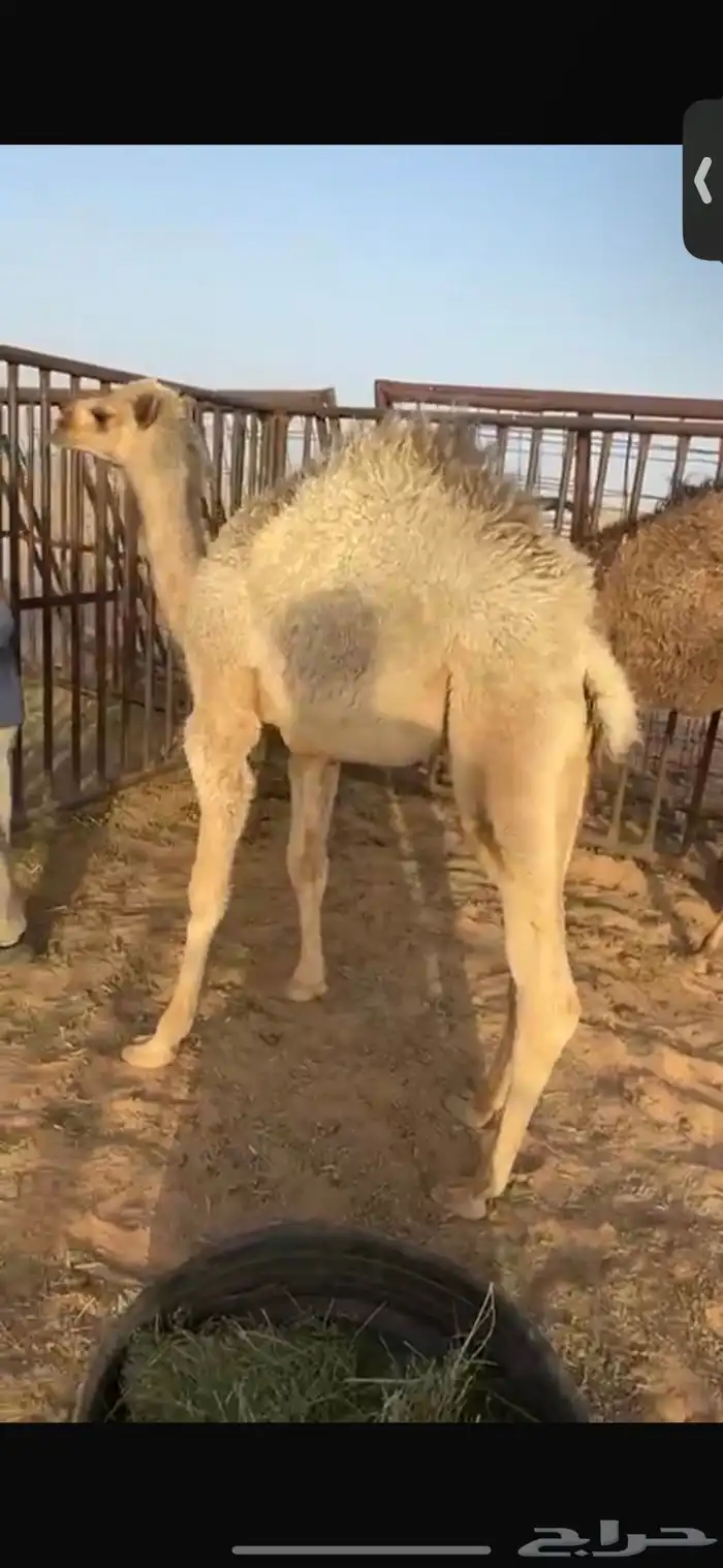 للبيع حشو العمر خمس اشهر فل الفل شحم السوم4900 5