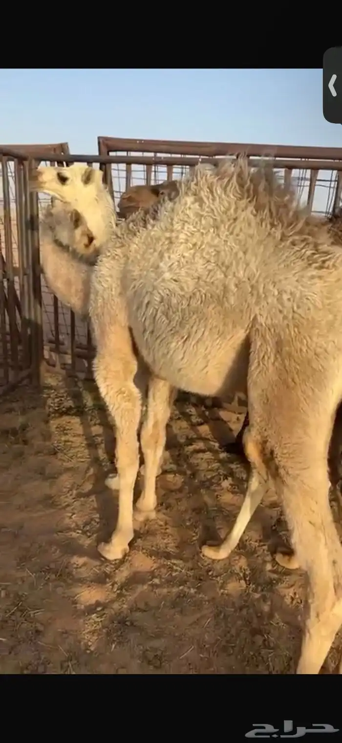 للبيع حشو العمر خمس اشهر فل الفل شحم السوم4900 6