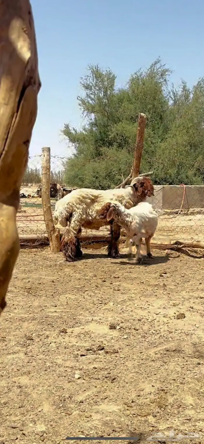 فحل غنم 1