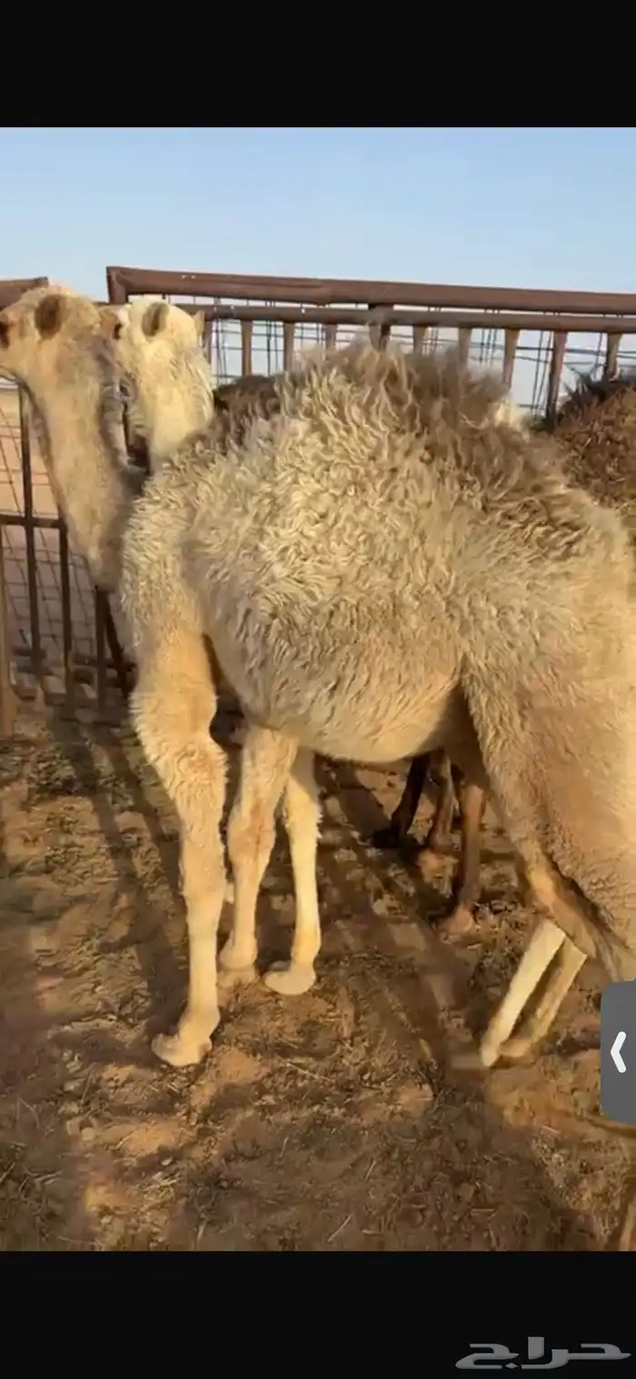 للبيع حشو العمر خمس اشهر فل الفل شحم السوم4900 10