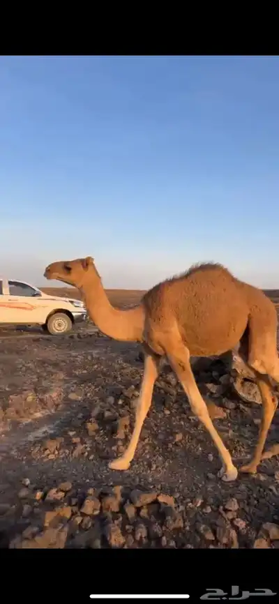 قعود 2
