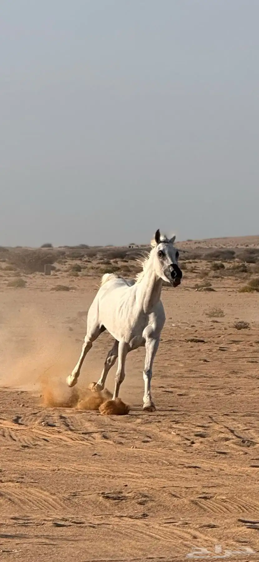 فرس شعبية 2