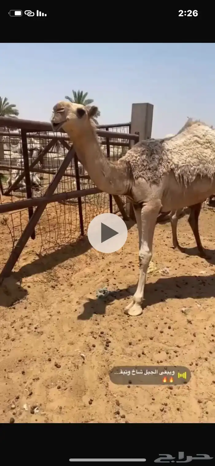 للبيع بكره 0