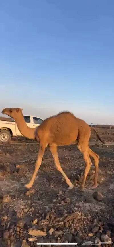 قعود 1