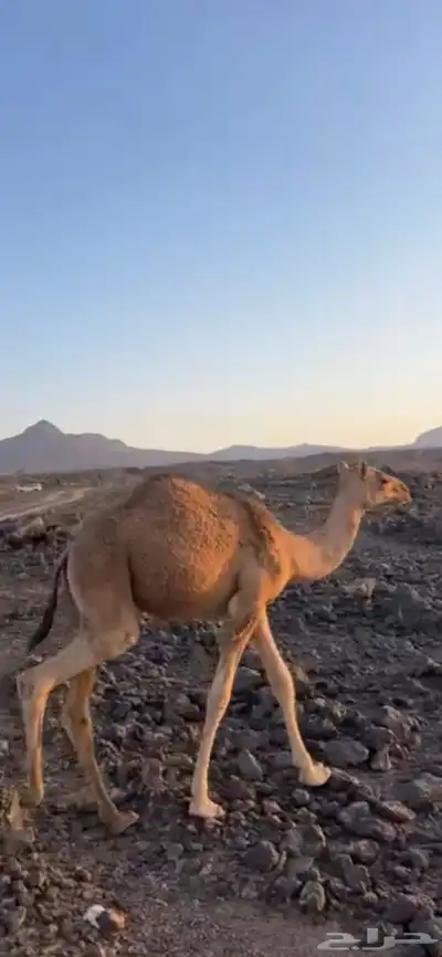 قعود 3