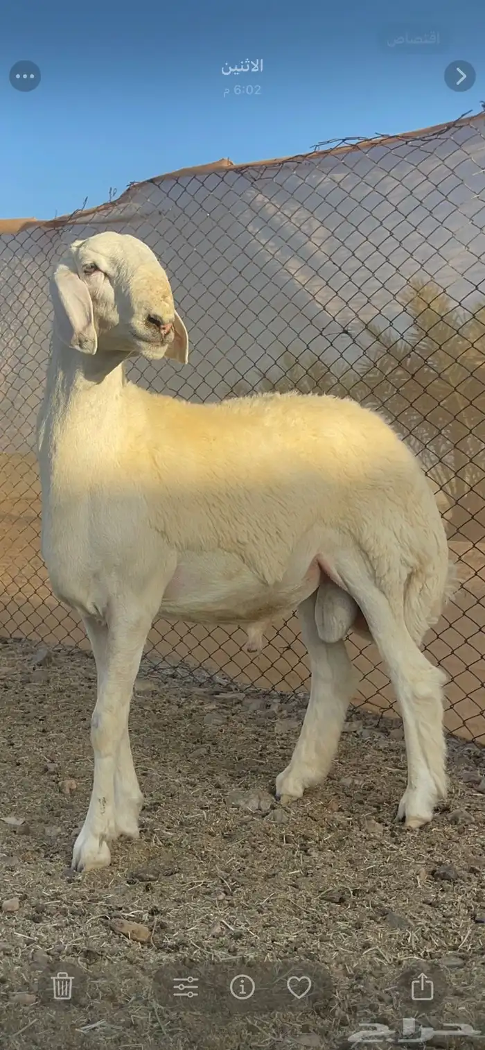 مشروع فحل ضغط عالي ( تم البيع ) 0