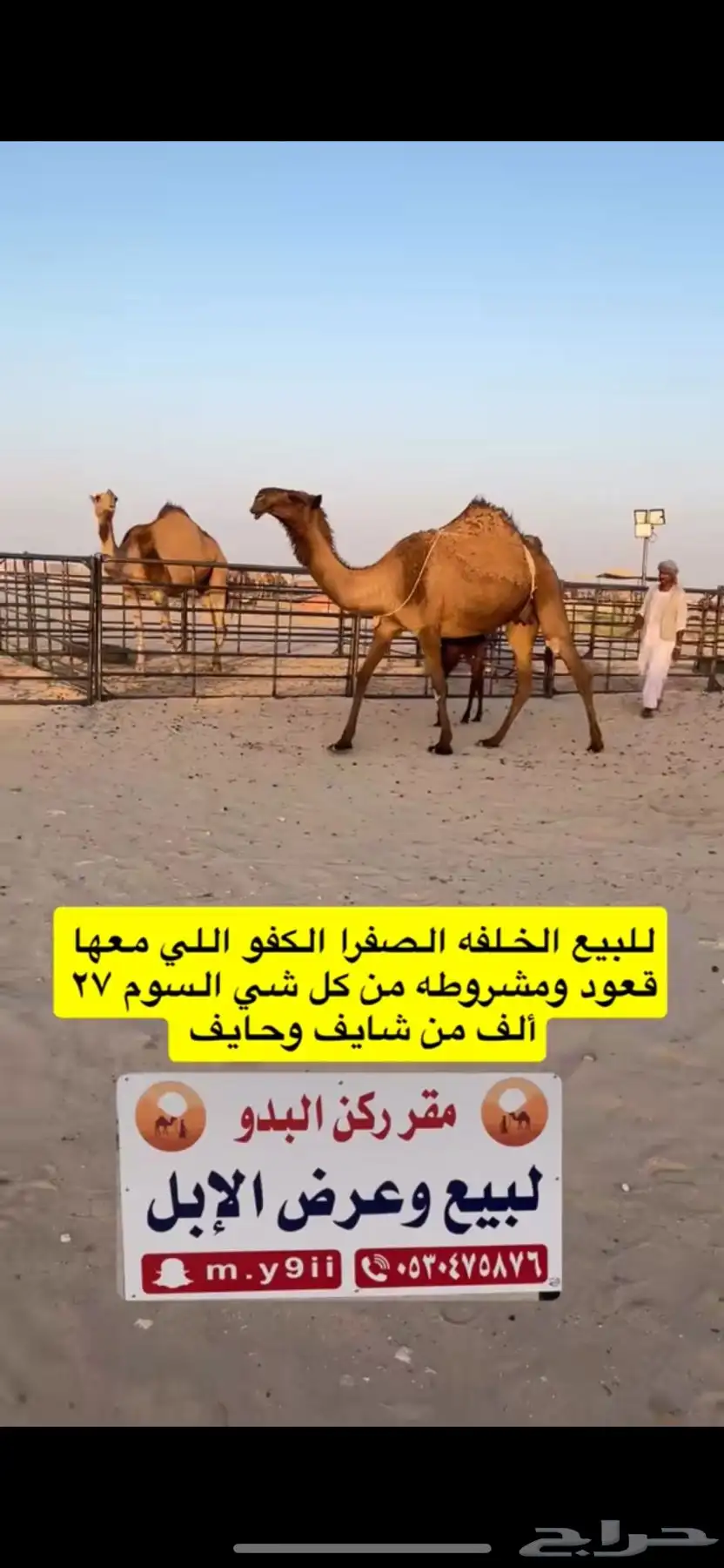 للبيع خلفه الخلفه الصفرا الكفو معها قعود 12
