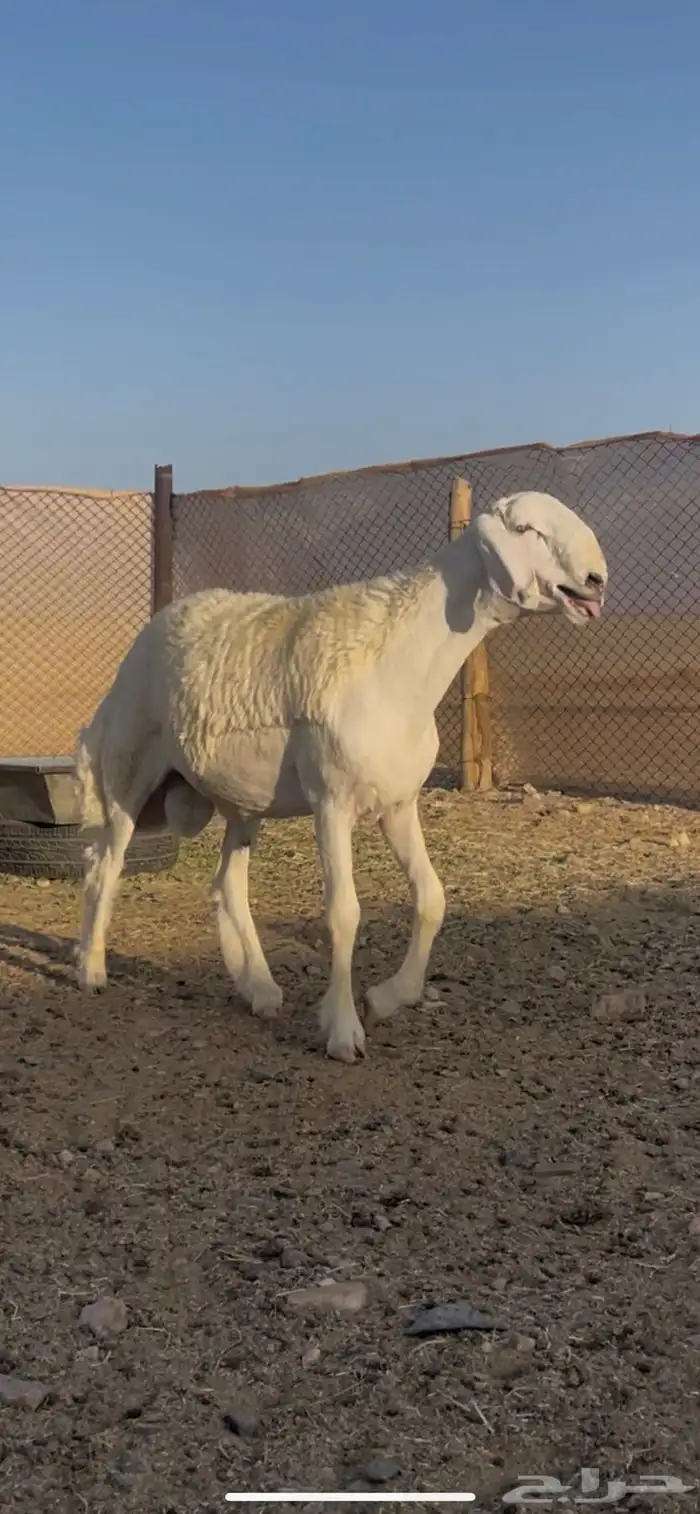مشروع فحل ضغط عالي ( تم البيع ) 1