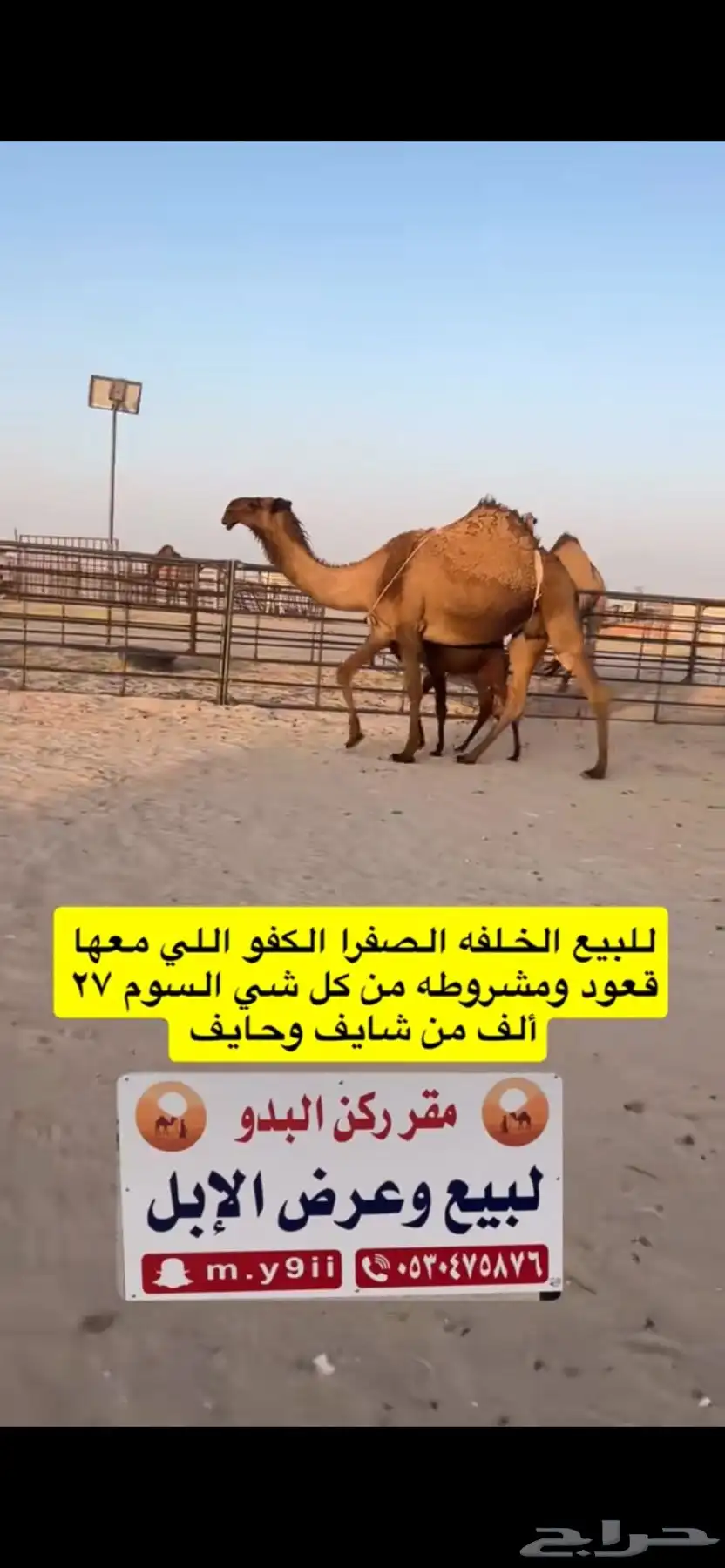 للبيع خلفه الخلفه الصفرا الكفو معها قعود 11