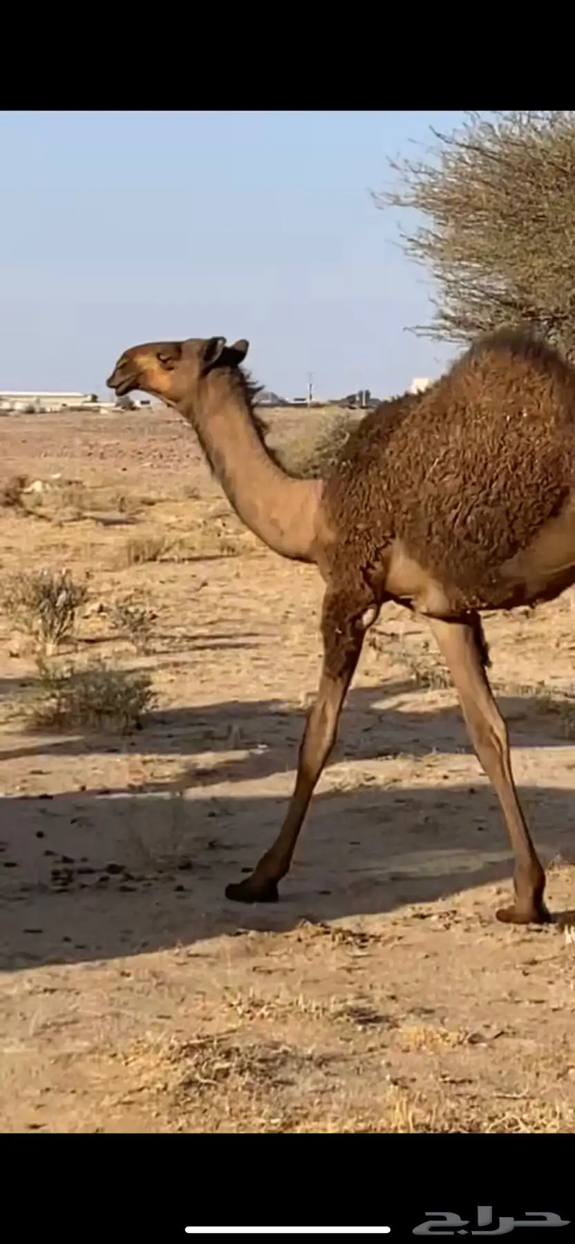 نياق 0