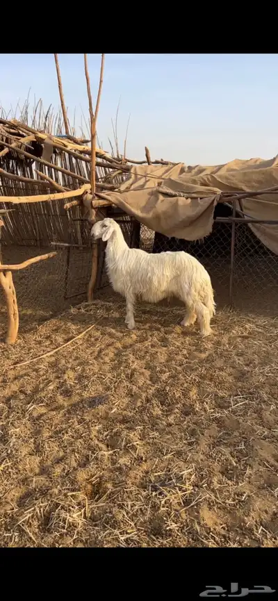 للبيع فحل صنف نجدي عيسي مشروط 2