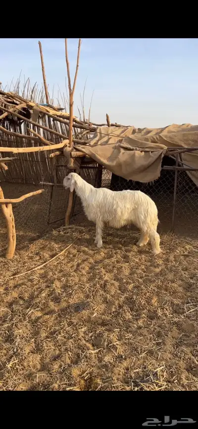 للبيع فحل صنف نجدي عيسي مشروط 0