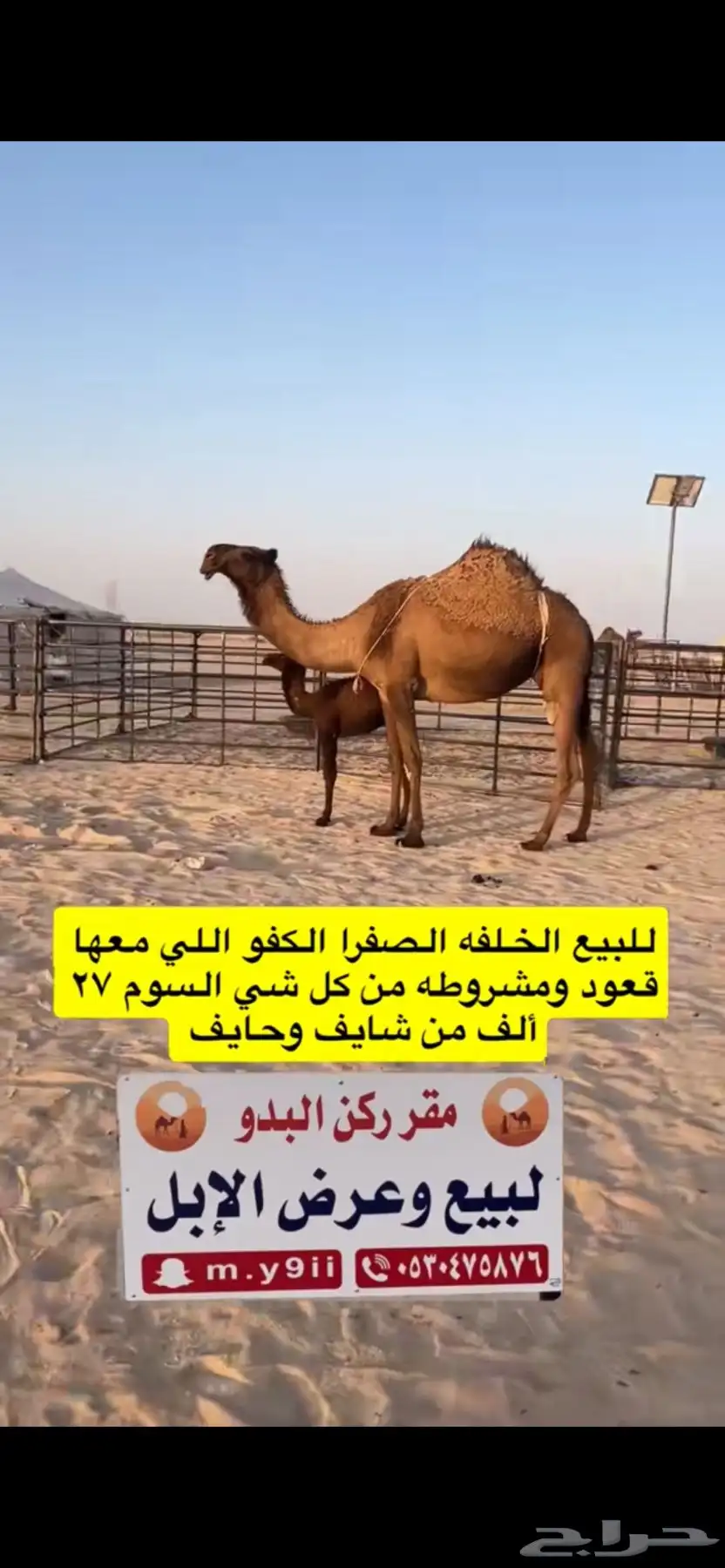 للبيع خلفه الخلفه الصفرا الكفو معها قعود 3