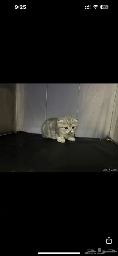 قطه سكوتش انثى منتجه 3