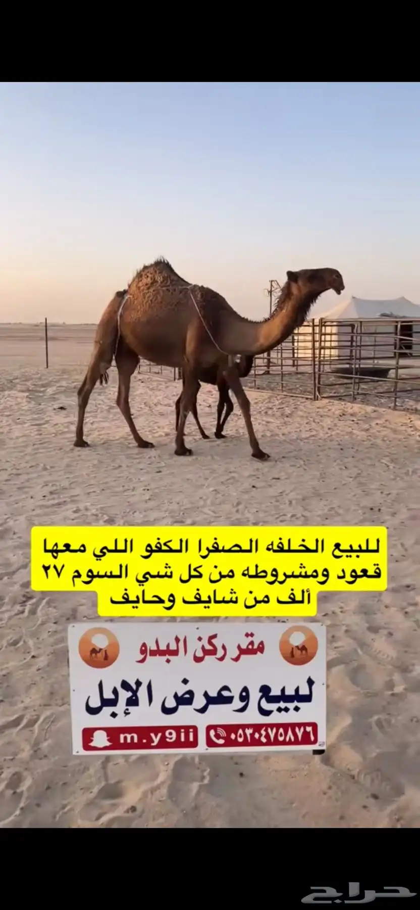 للبيع خلفه الخلفه الصفرا الكفو معها قعود 1