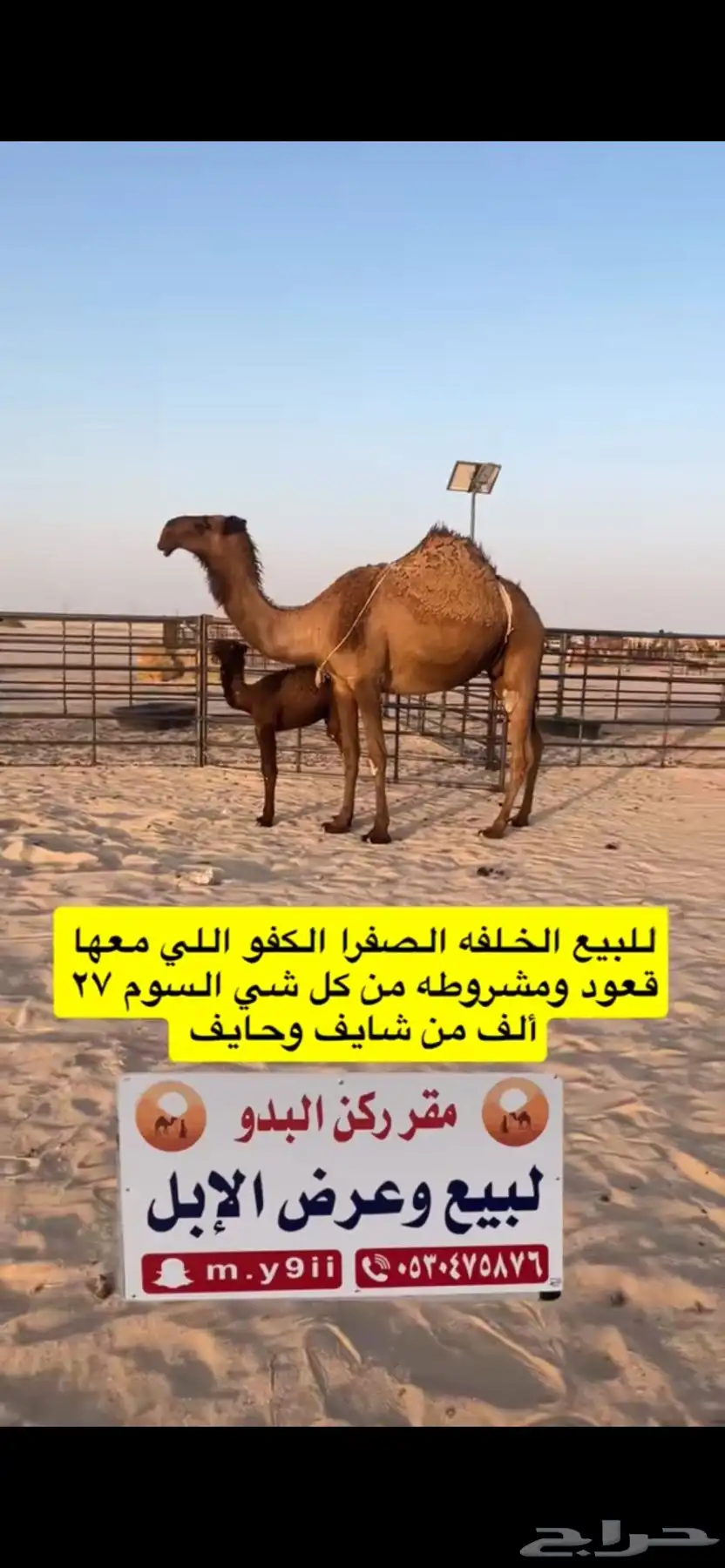 للبيع خلفه الخلفه الصفرا الكفو معها قعود 2