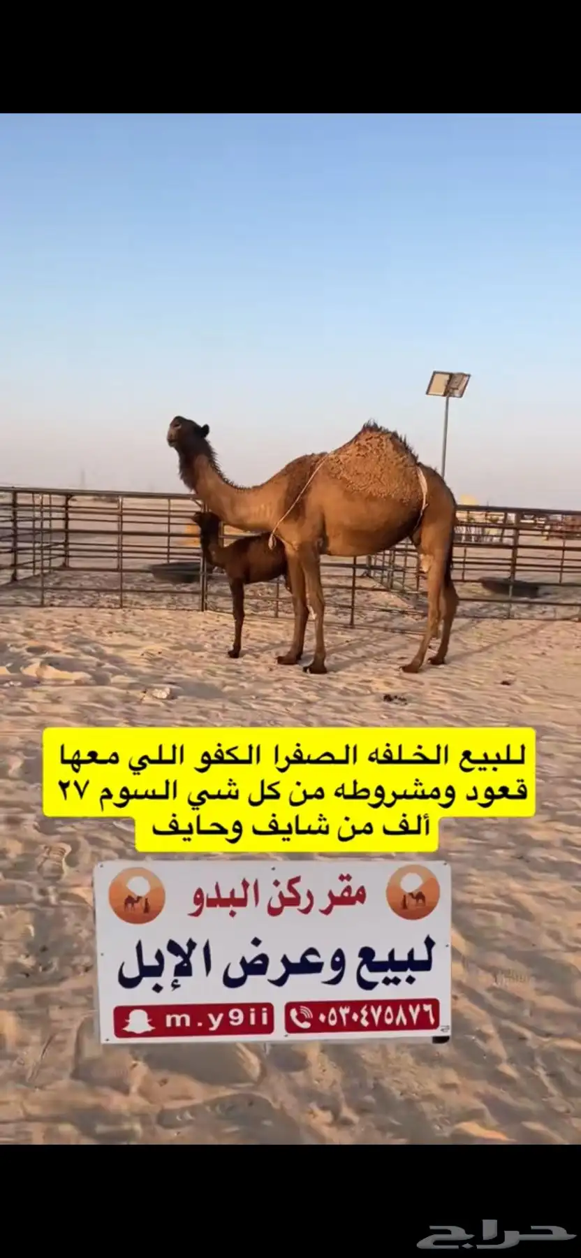 للبيع خلفه الخلفه الصفرا الكفو معها قعود 5