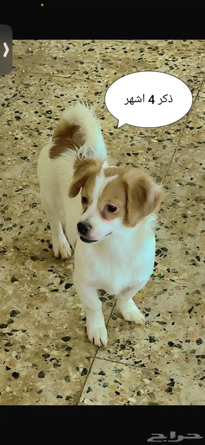 بيع كلاب مالتيبو ومالتيز 2