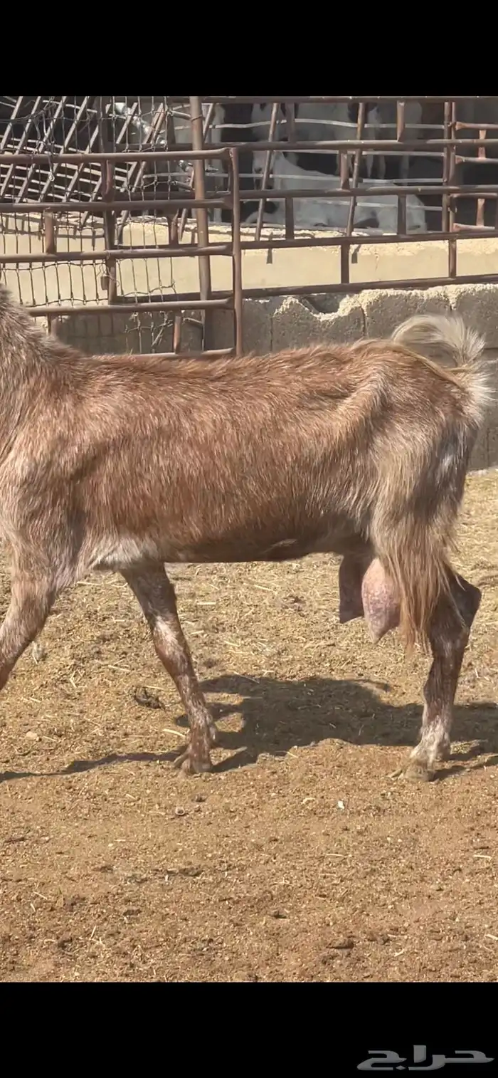معزا حليب شرط 1