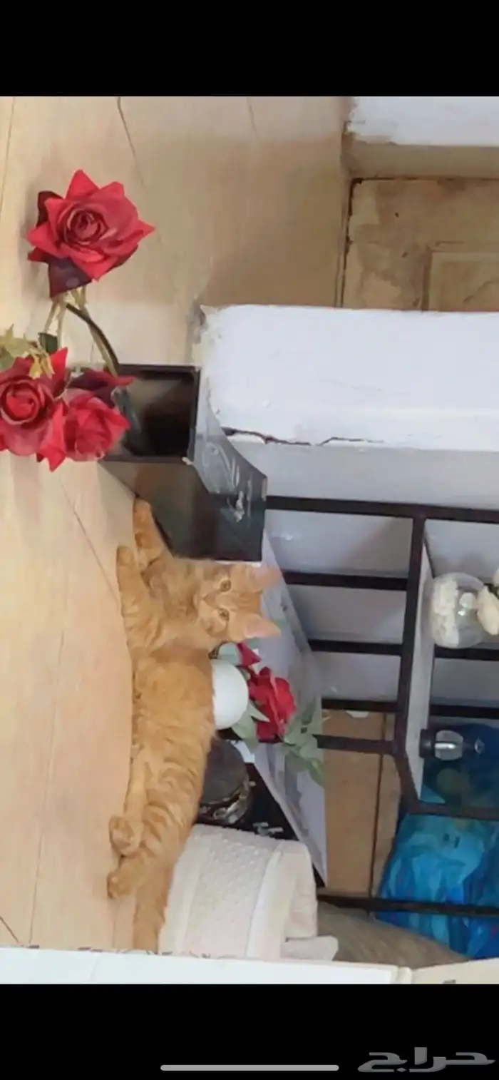 قطط للتبني 0