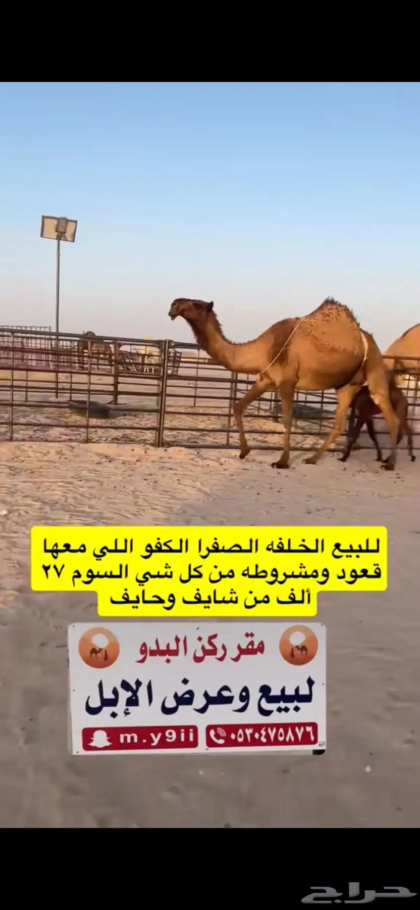 للبيع خلفه الخلفه الصفرا الكفو معها قعود 6