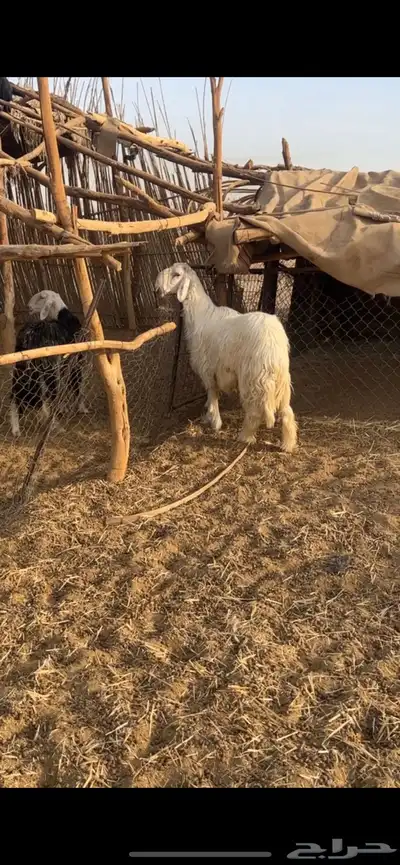 للبيع فحل صنف نجدي عيسي مشروط 1