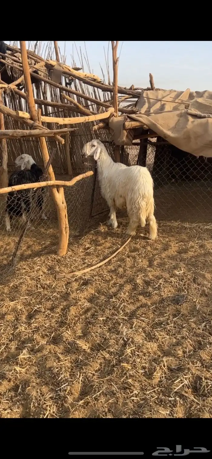 للبيع فحل صنف نجدي عيسي مشروط 1